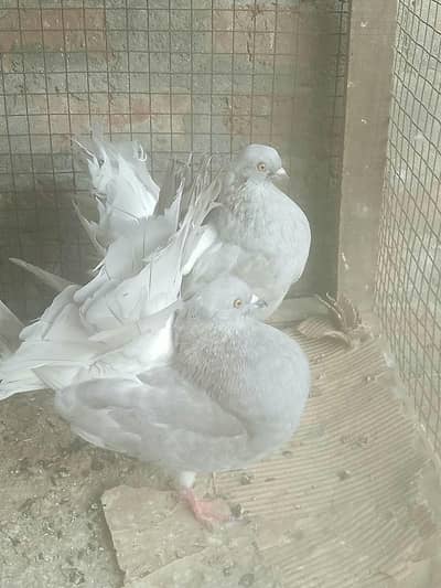 Silver body white tail and Black 7kali mail