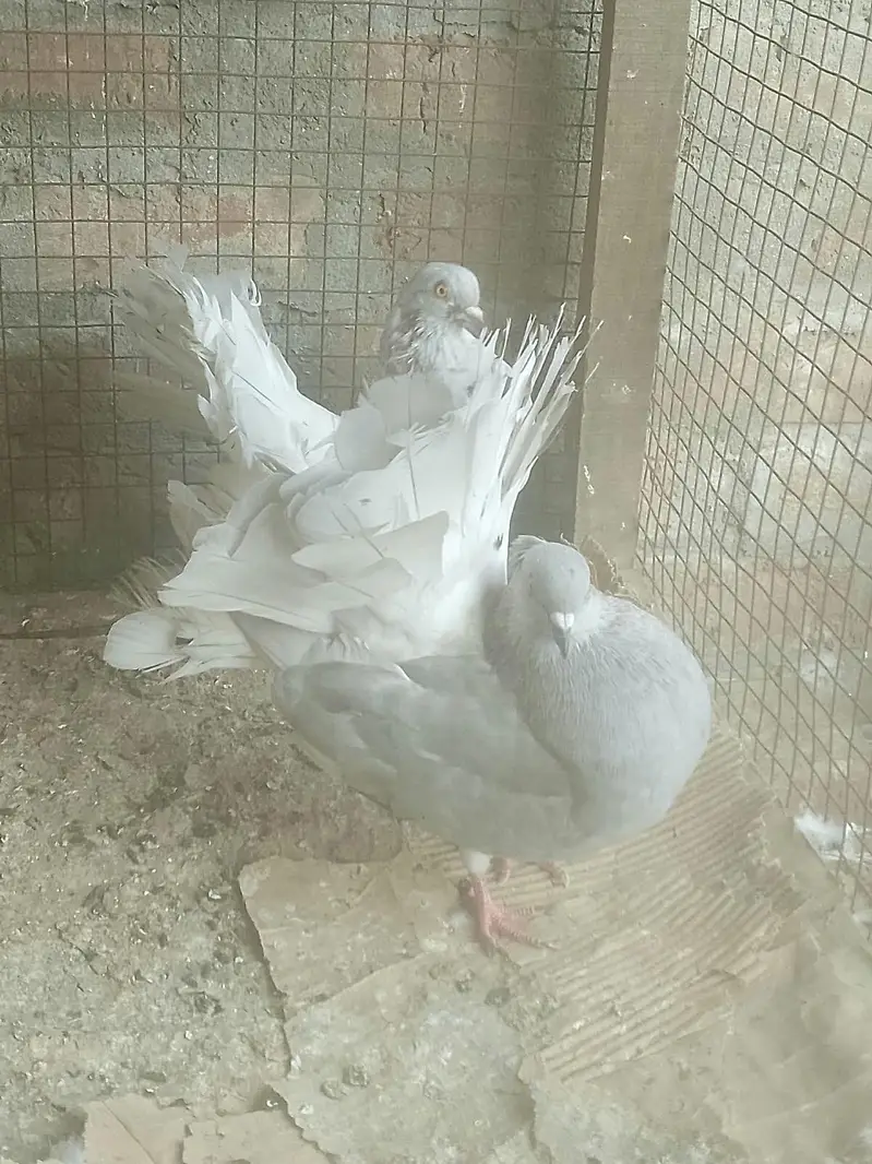 Silver body white tail and Black 7kali mail — photo 2