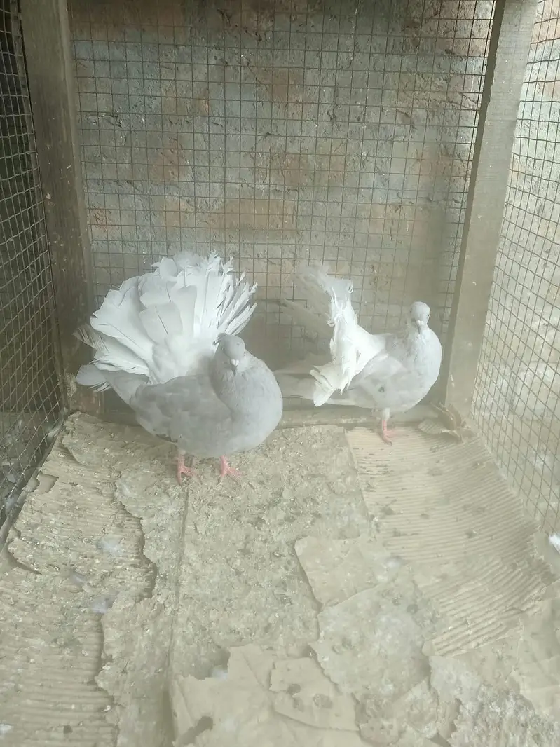 Silver body white tail and Black 7kali mail — photo 3