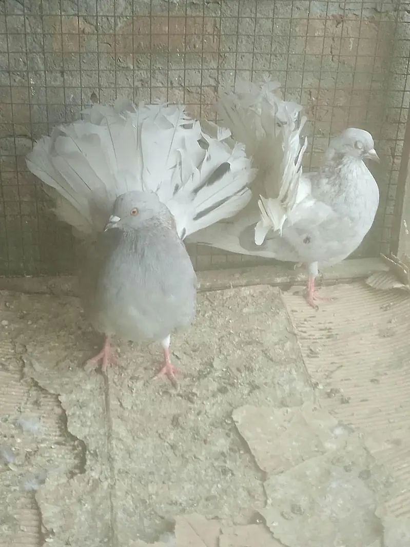 Silver body white tail and Black 7kali mail — photo 4