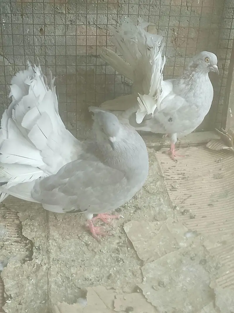 Silver body white tail and Black 7kali mail — photo 5