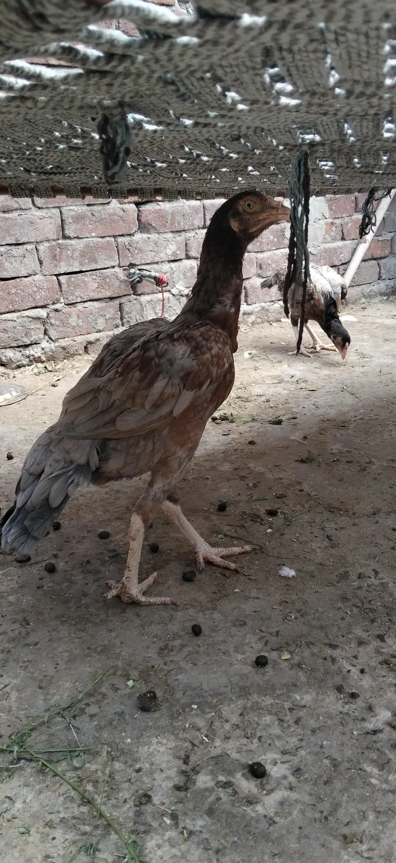 For sall contact number 03238053661 — photo 4