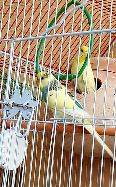 Budgies with eggs and chicks