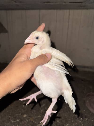 Heera quality chicks and lakhi madi