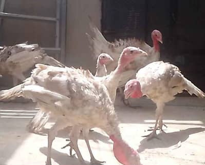turkey patthey (chicks) for sale