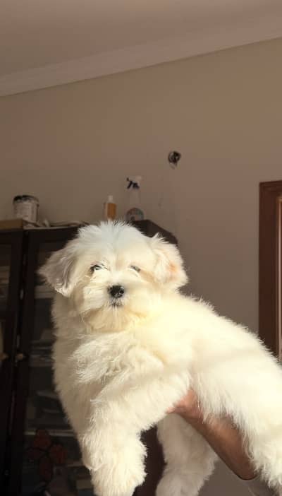 Shihtzu for sale/ dogs for sale