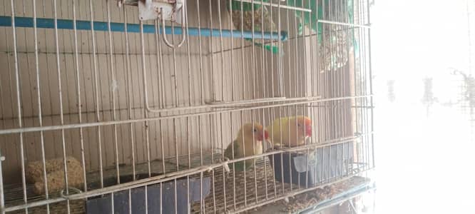 love birds