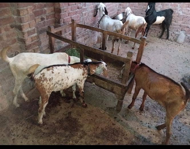 BAKRA. . 3