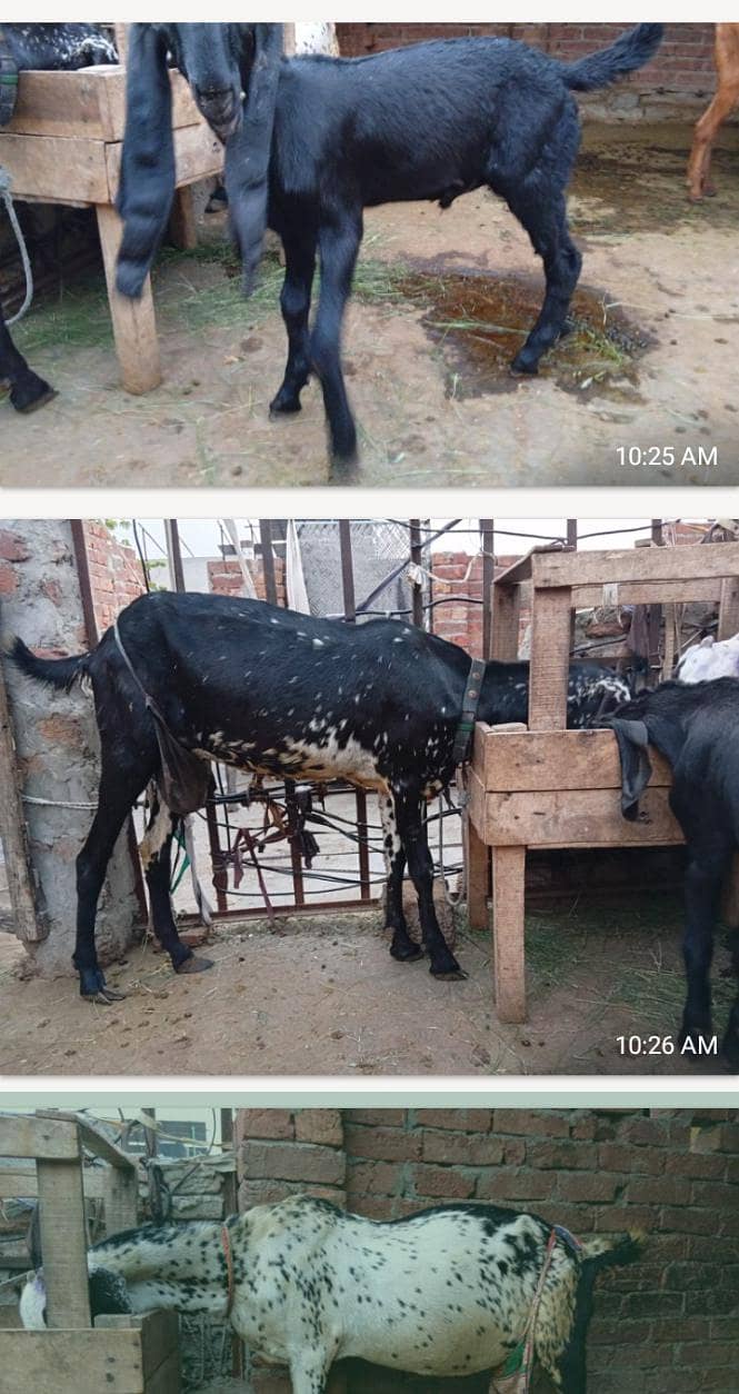 BAKRA. . 4