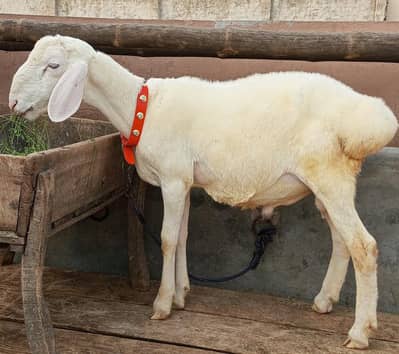 White Dumba for sale