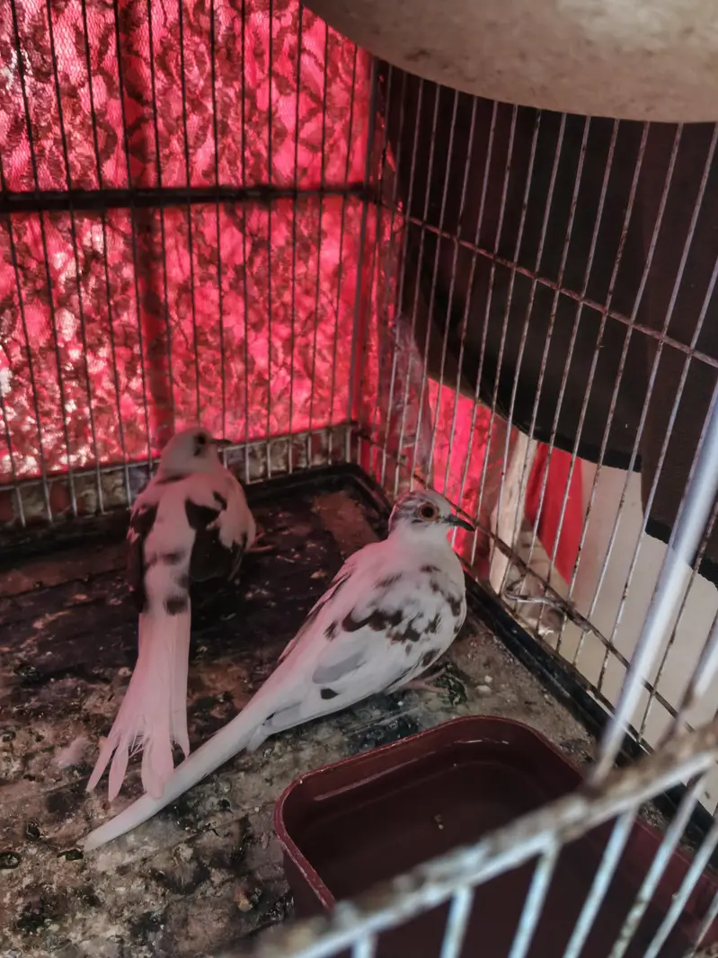 Pied Diamond Doves — photo 2