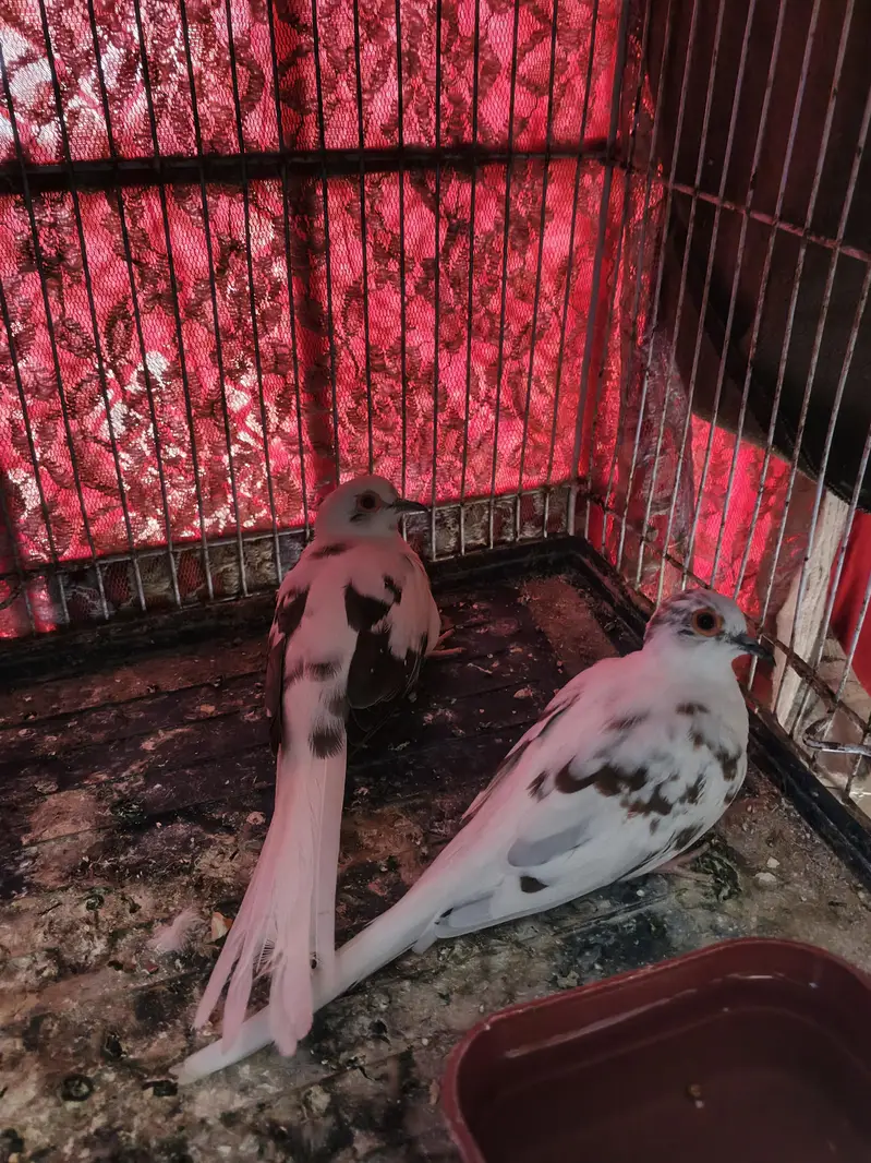 Pied Diamond Doves — photo 3