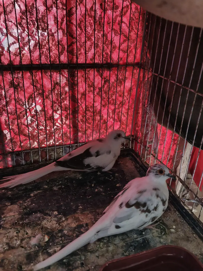 Pied Diamond Doves — photo 4