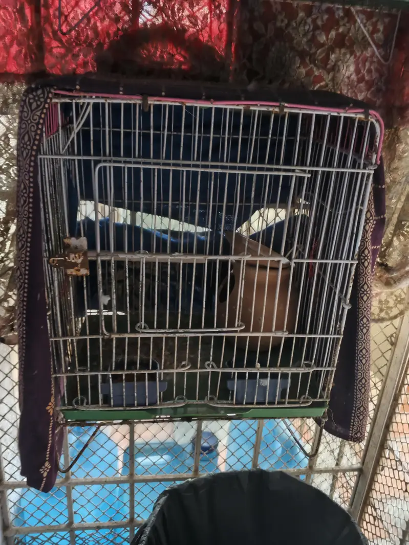 Pied Diamond Doves — photo 6