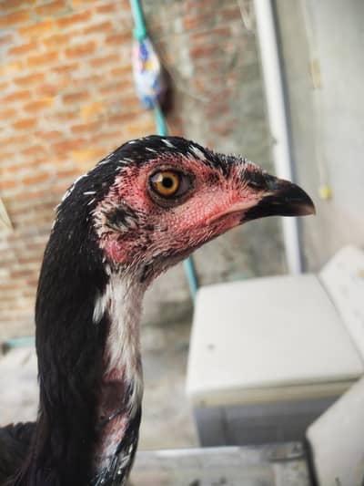 THAI ASEEL FEMALES AVAILABLE GAME BIRDS