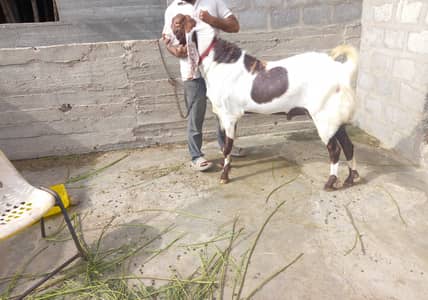 Breeder bakra