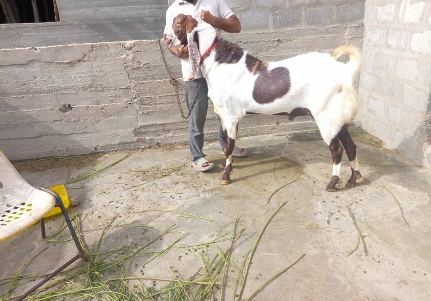 Breeder bakra 0