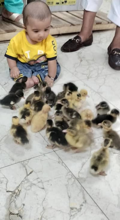 Duck baby Available hai