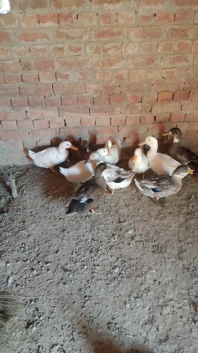 Duck baby Available hai — photo 3