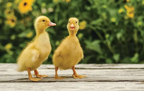 Duck baby Available hai — photo 9