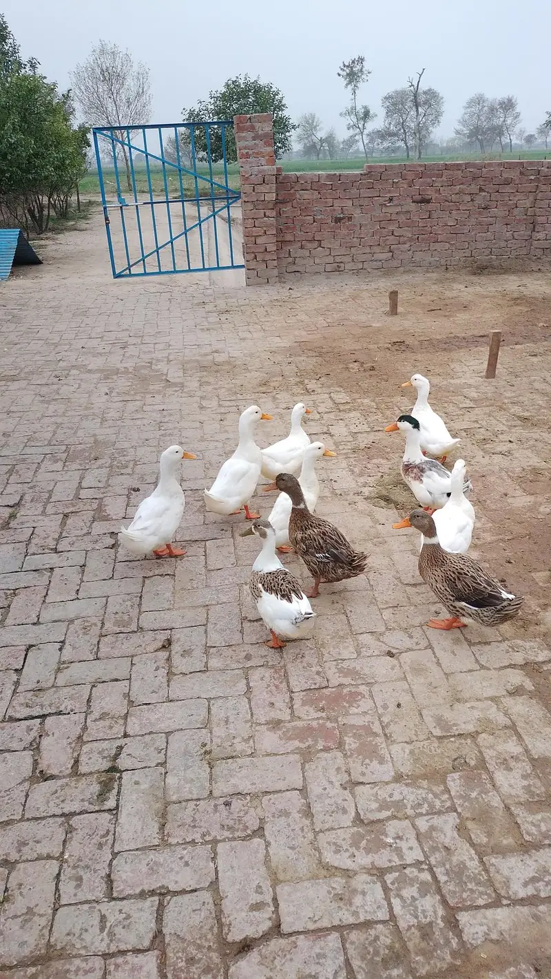 Duck baby Available hai — photo 10