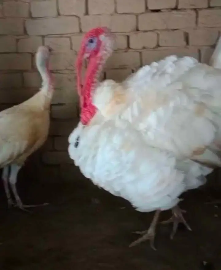 turkey patthey (chicks) for sale — photo 2