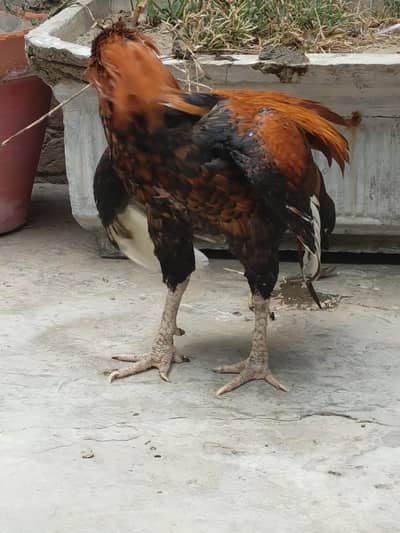 aseel Thai male for sell