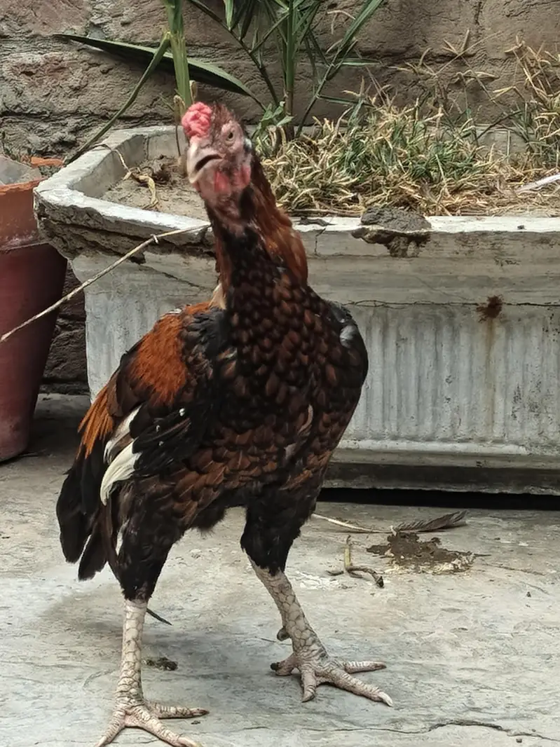 aseel Thai male for sell — photo 2