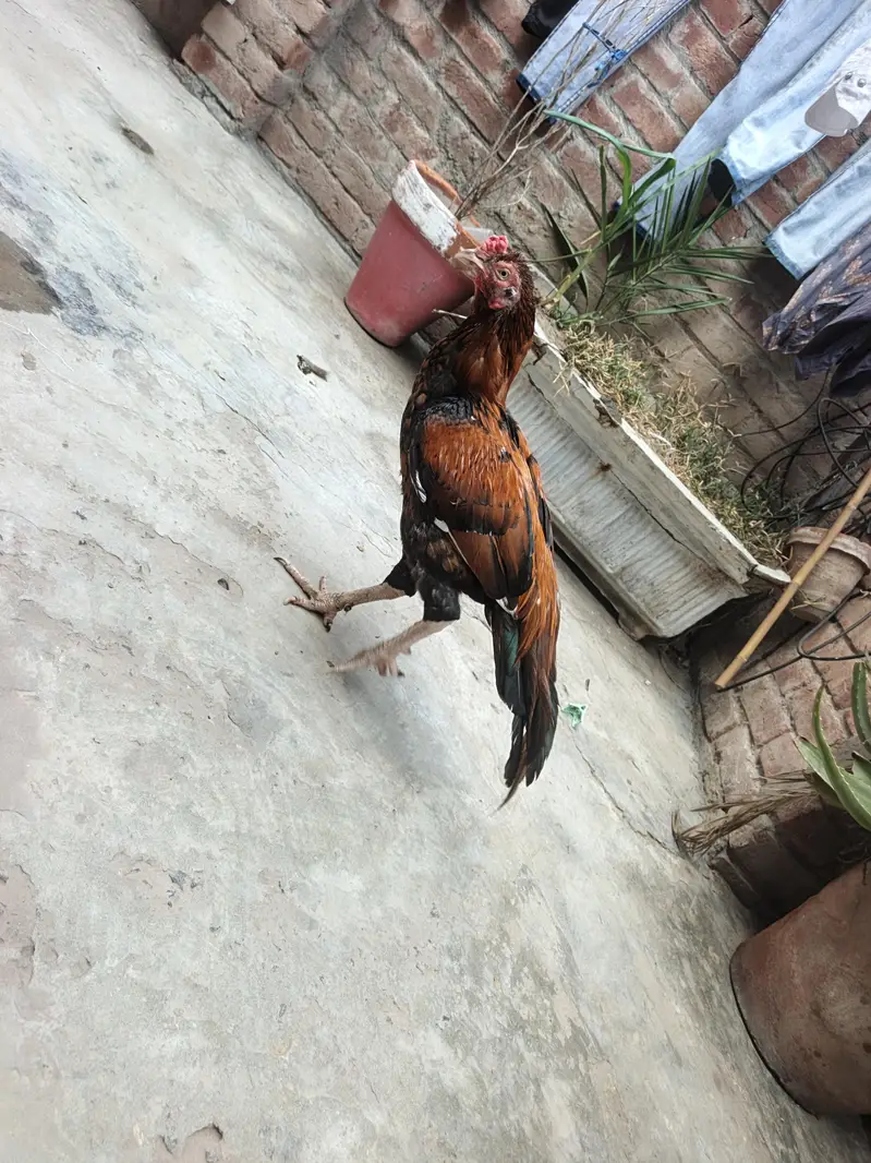 aseel Thai male for sell — photo 3