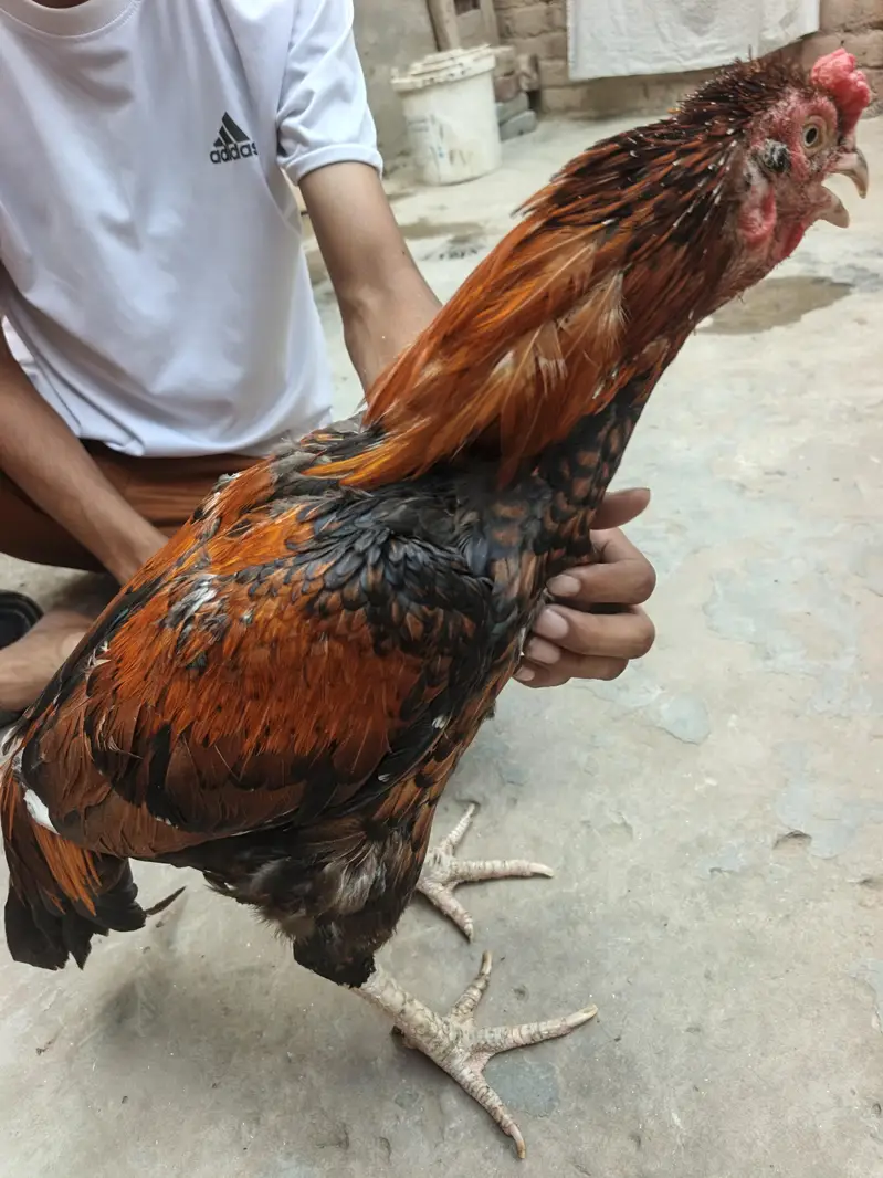 aseel Thai male for sell — photo 4