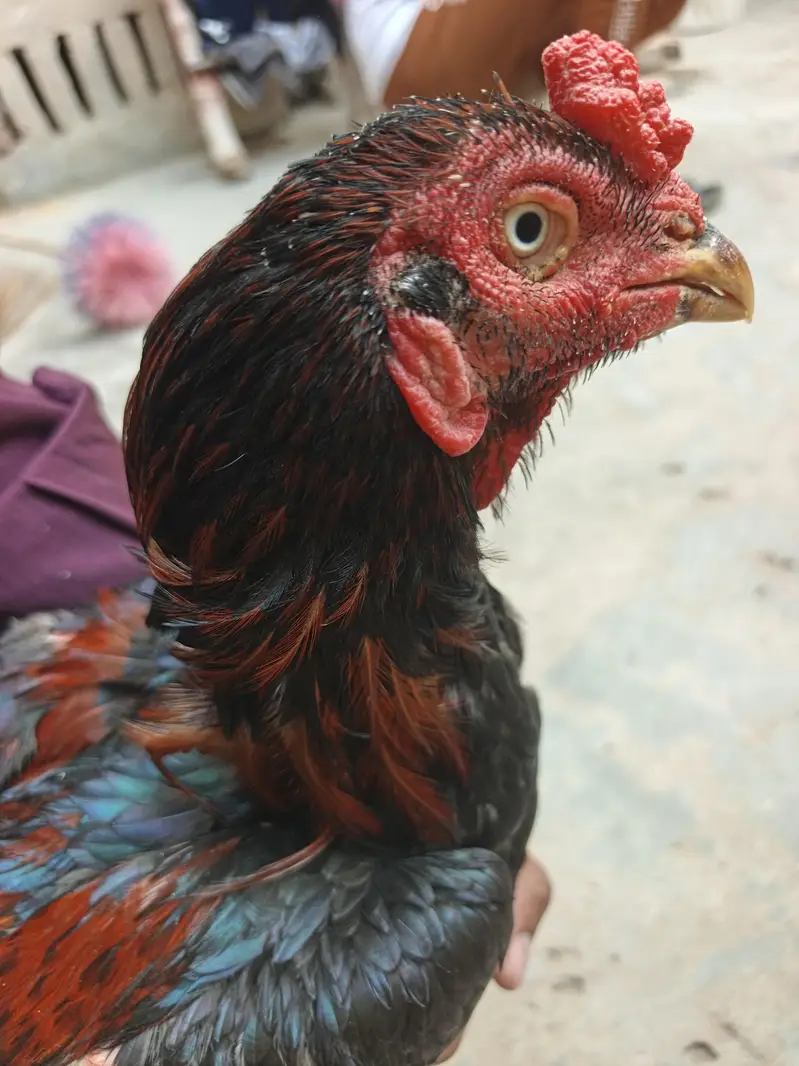 aseel Thai male for sell — photo 6