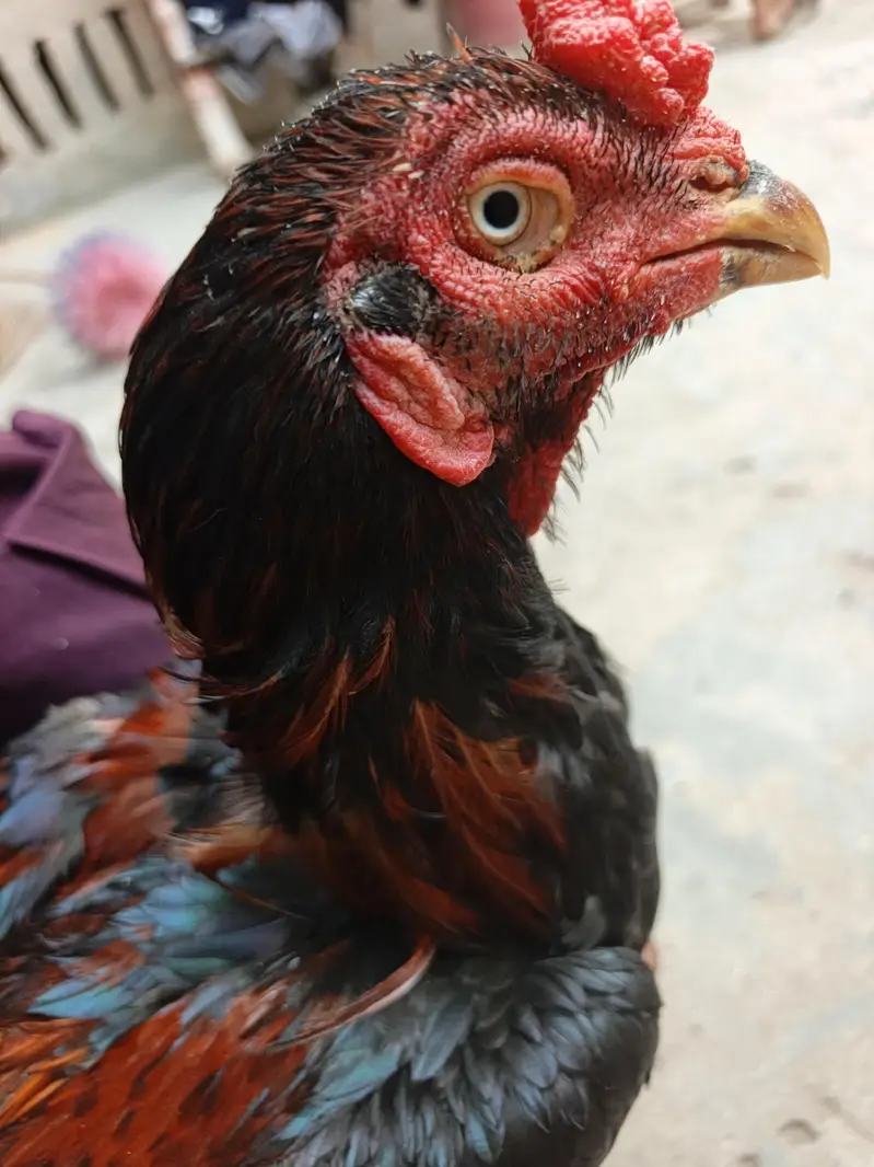 aseel Thai male for sell — photo 7