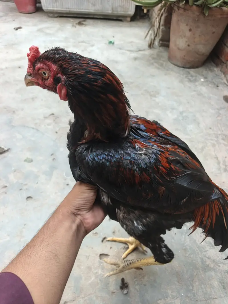 aseel Thai male for sell — photo 8