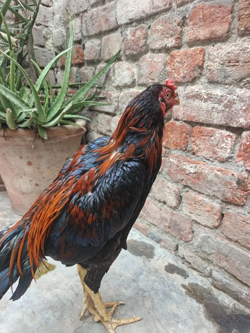 aseel Thai male for sell — photo 9