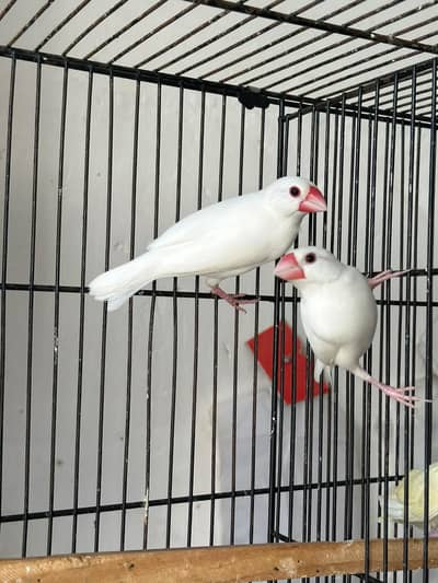 2 breeder pair for sale argent sale Karna han