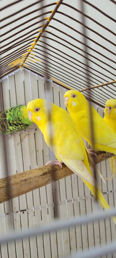 Red eye adult budgies for sale