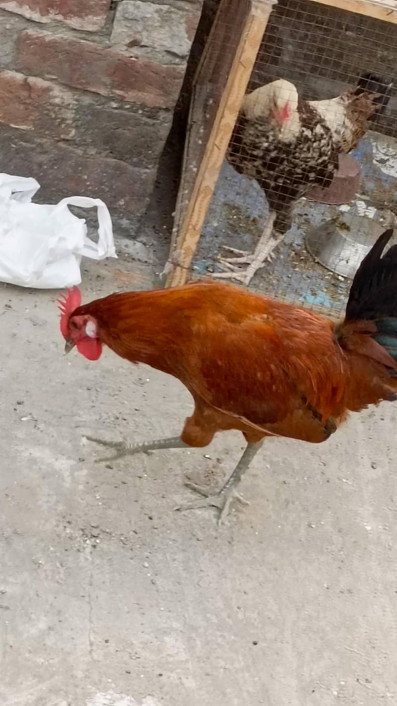 desi murga 0