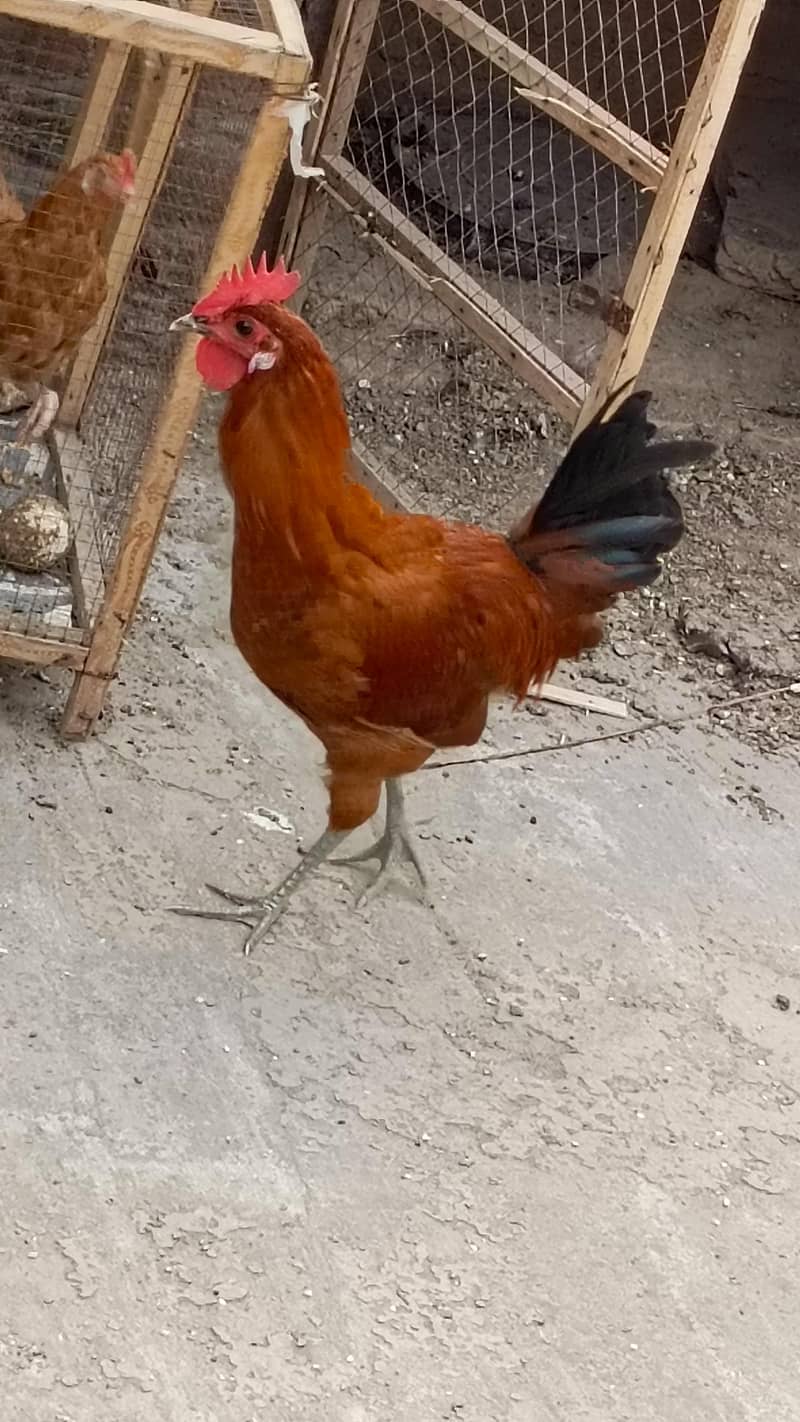 desi murga 2