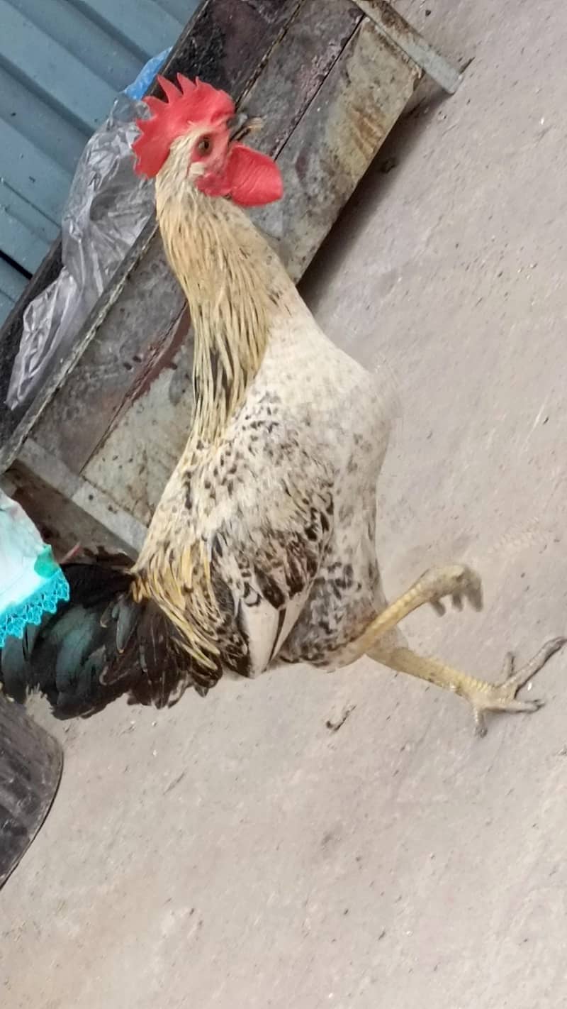 desi murga 5