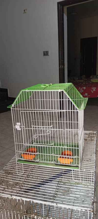 Single Parrot Beautiful and clean Cage for Ring Necked Parakeet