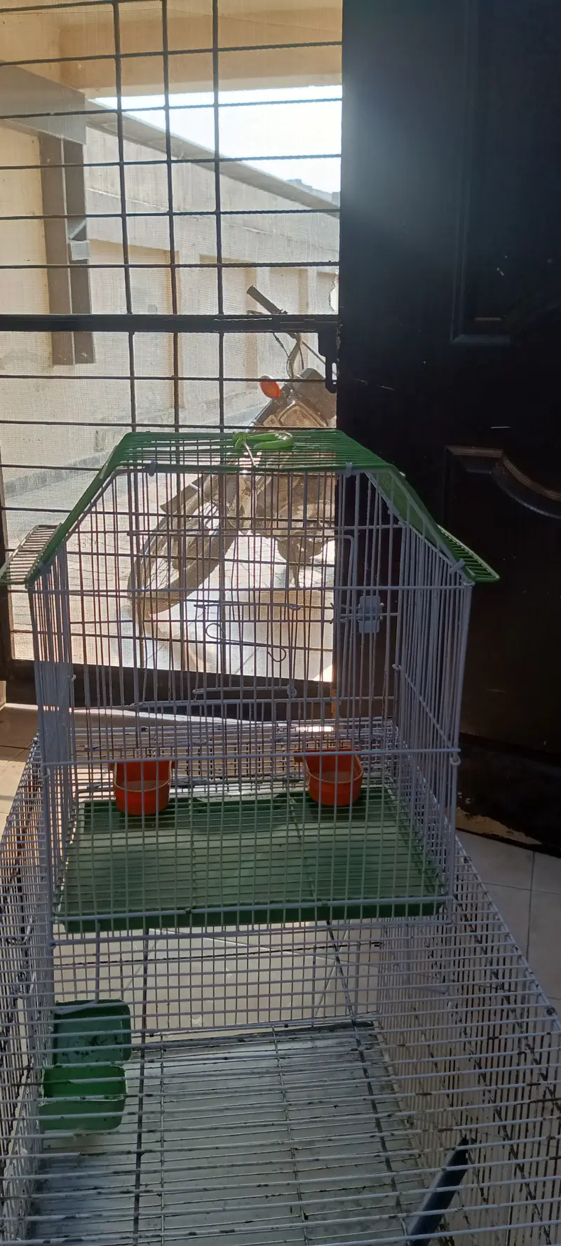 Single Parrot Beautiful and clean Cage for Ring Necked Parakeet — photo 4