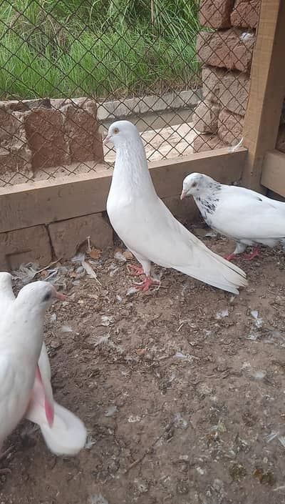 pogine