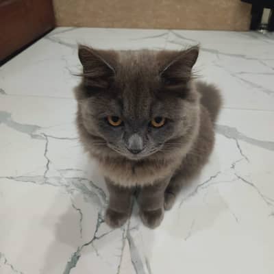 Persian Grey Cat