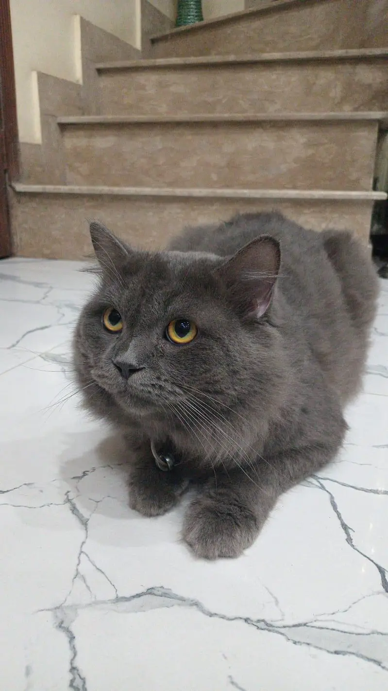 Persian Grey Cat — photo 2