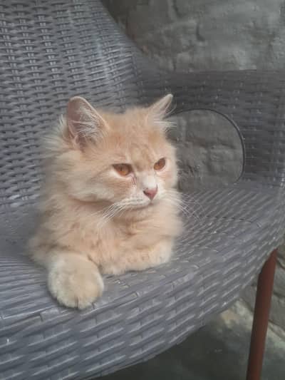 Persian Cat age 1 year .