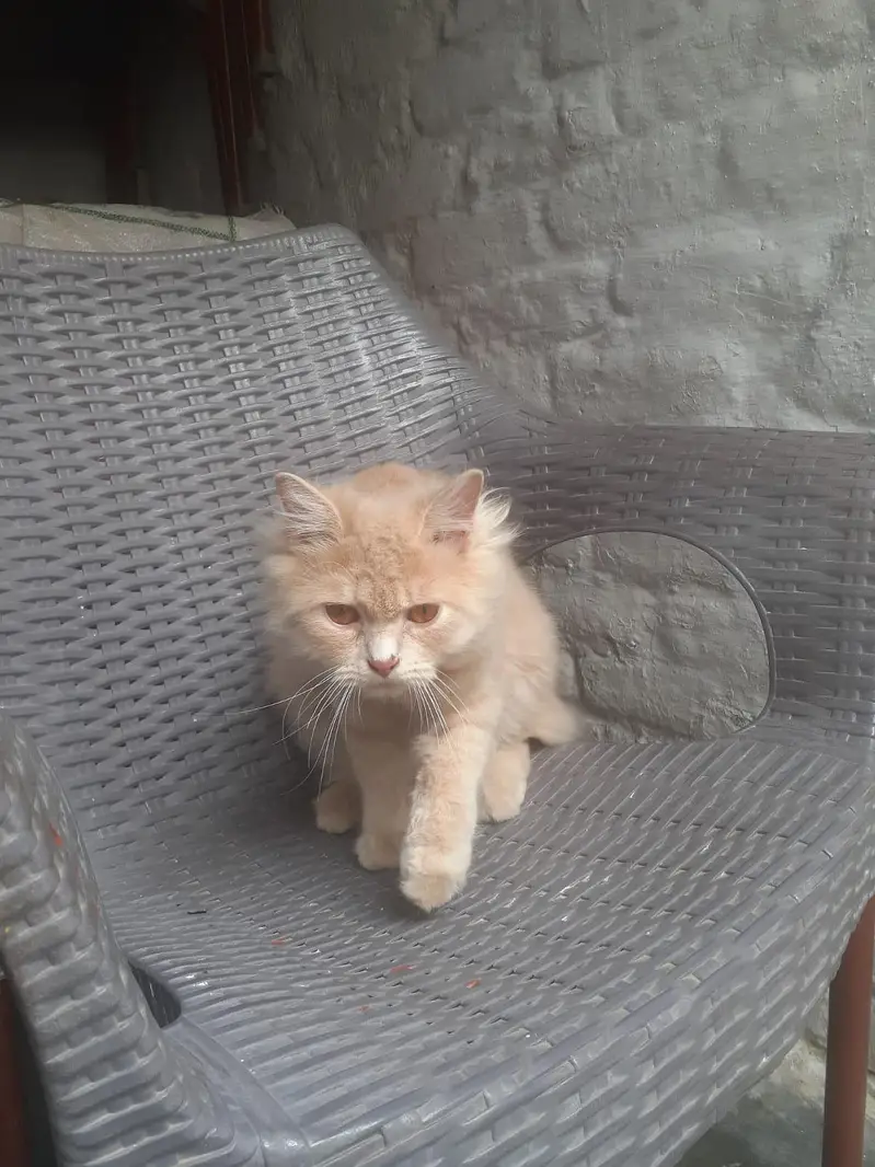 Persian Cat age 1 year . — photo 2