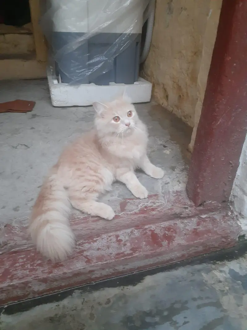 Persian Cat age 1 year . — photo 3