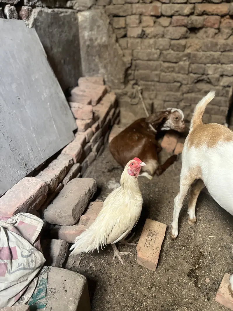 Aseel heera pair — photo 3