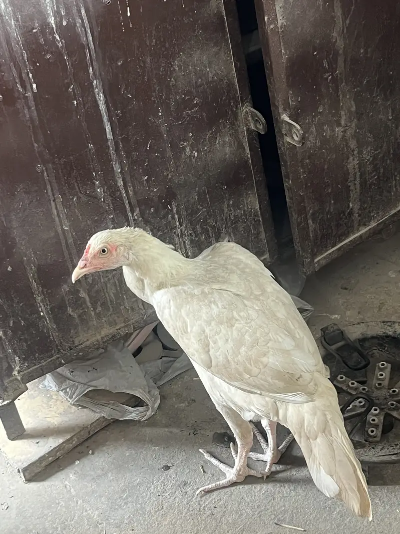 Aseel heera pair — photo 4