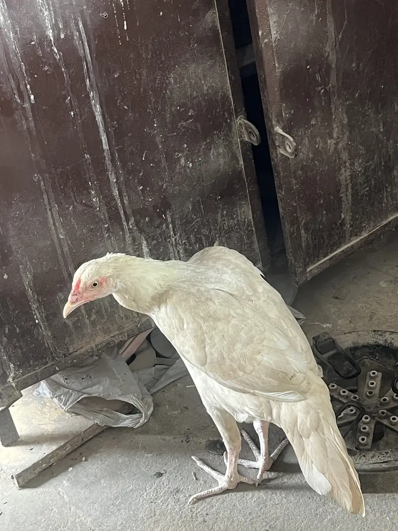 Aseel heera pair — photo 5